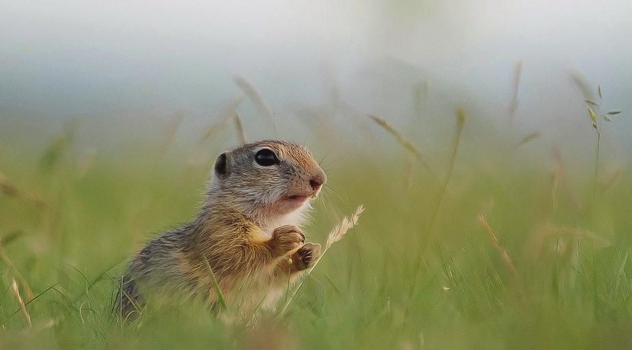 Potrava Najobľúbenejšou potravou sokola rároha bol v minulosti syseľ pasienkový (Spermophilus citellus), dnes tvoria najvýznamnejšiu zložku potravy vtáky.