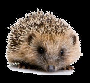 A Hedgehog jelút 16.