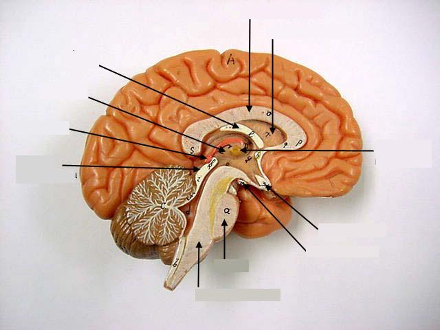 Az emberi agy középső felszíni képe corpus callosum - kérgestest szeptum fornix