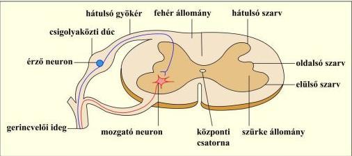 (axonok alkotta fel- és