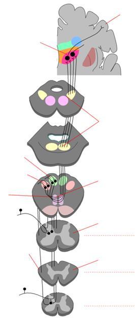 A felszálló, érző pályák talamikus magok érző agykéreg nucleus gracilis nucleus cuneatus kereszteződő rostok funikuláris hátsó rész érző bemenet