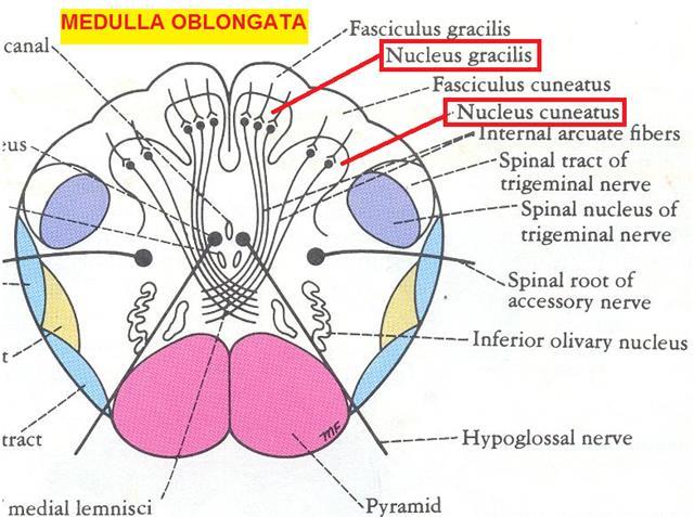 A nyúltvelő