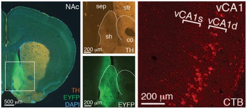 A VENTRÁLIS HIPPOKAMPUSZ (vhpc) NUCLEUS ACCUMBENS (NAc) PROJEKCIÓ vhpc eredetű rostok a NAc-ban Retrográdan jelölt CA1 neuronok a vca-ban