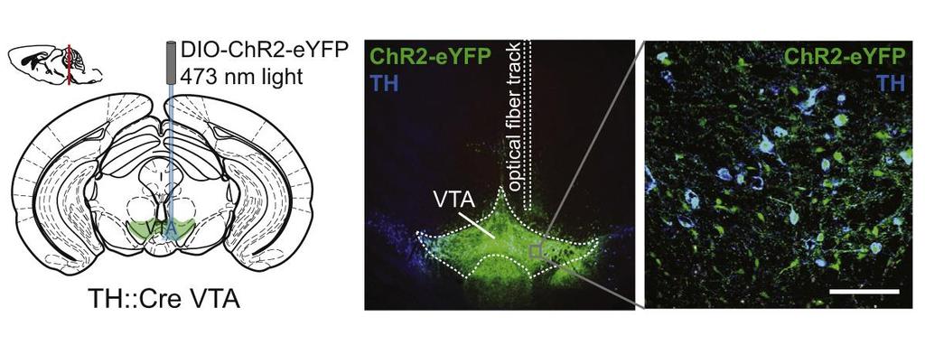 A VENTRAL TEGMENTAL AREA (VTA) DOPAMINERG NEURONJAINAK OPTOGENETIKAI INGERLÉSE Gunaydin LA