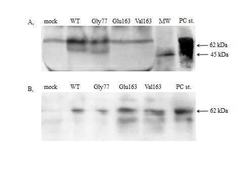 10. ábra. A vad típusú és mutáns protein C fehérjéket tartalmazó médiumok (A) és sejtlizátumok (B) Western blot analízise.