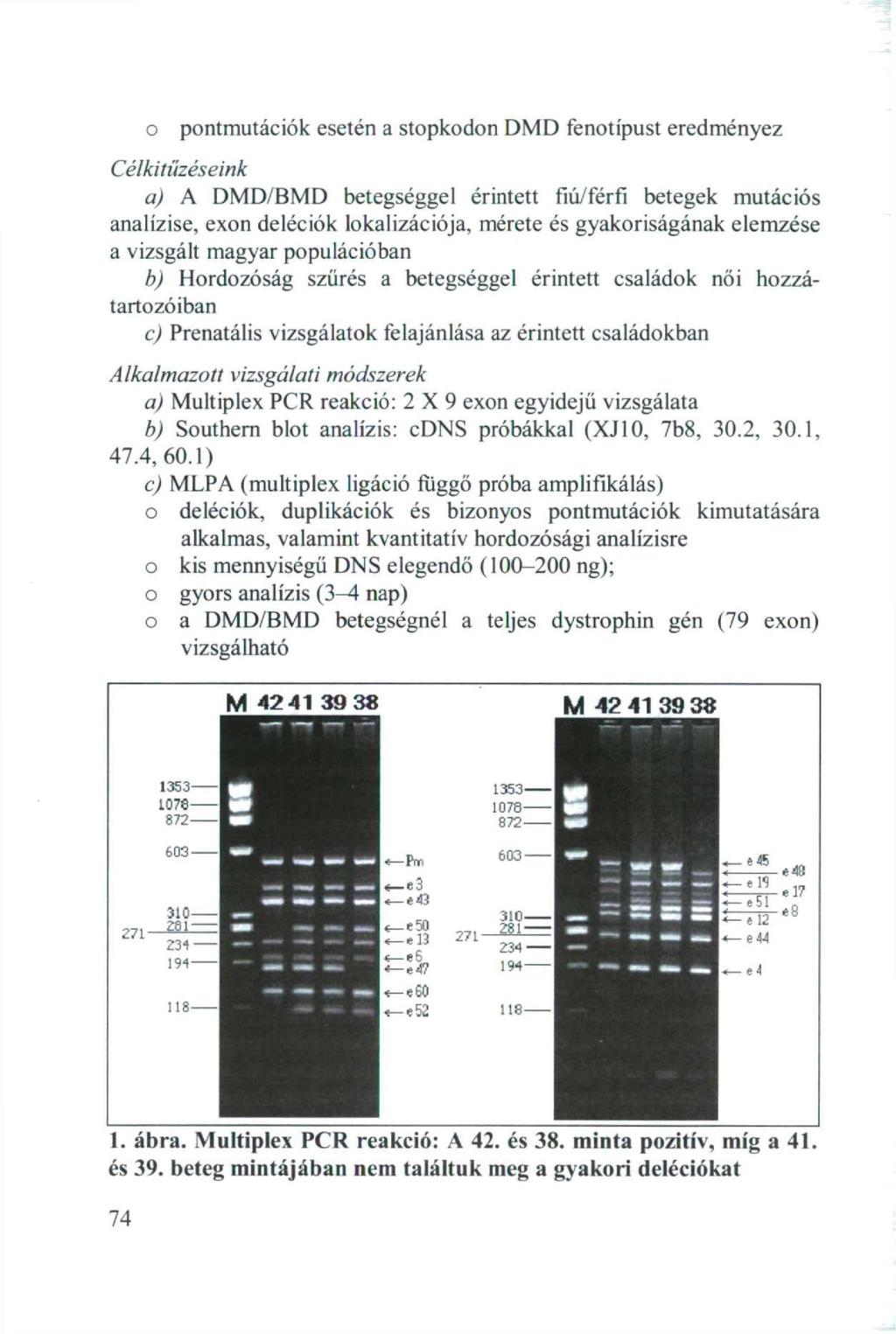 о pntmutációk esetén a stpkdn DMD fentípust eredményez Célkitűzéseink a) A DMD/BMD betegséggel érintett fiú/férfi betegek mutációs analízise, exn deléciók lkalizációja, mérete és gyakriságának