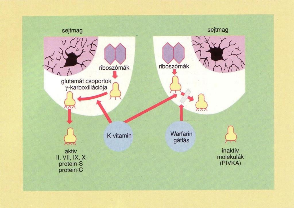 VKAs (kumarinok) hatáskezdet lassú (2-5nap), hosszú felezési id metabolizmus genetikai variációi :dózis-válasz variábilitása intra és