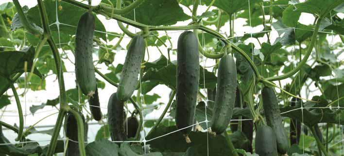 Jó vegetatív-generatív egyensúlyú fajta, a növények jól szabályozzák magukat.