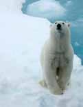 pingvin jegesmedve fóka sarki róka egy kettő három négy