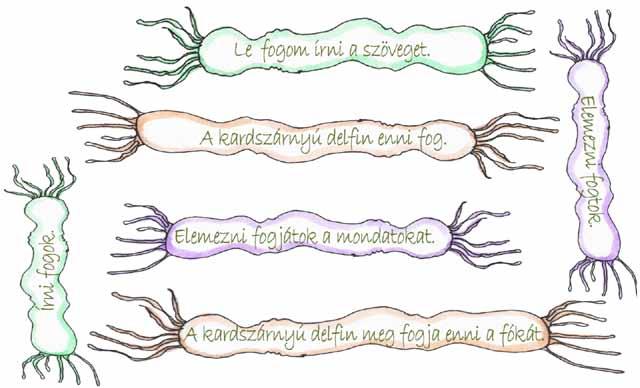 52 10. Mindegyik baktériumon egy szót látsz.