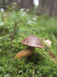 54 16. Olvasd el a szöveget! Húzd alá a főnévi igeneveket! A gombák törzsébe a kalapos gombák is beletartoznak. Ezek az élőlények se nem állatok, se nem növények.