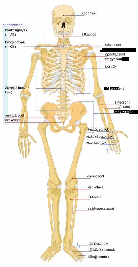27. Nézd meg a csontvázat! Olvasd el a csontok nevét! Karikázd be bennük a hosszú magánhangzókat! 81 28. Melyik kétjegyű mássalhangzó szerepel a rajzon a legtöbbször (=sokkal többször a többinél)?
