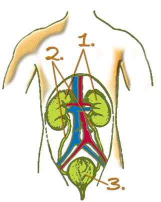 Testünkben két bab alakú szerv található: ezeket vesének hívjuk. A vesében a kéregállományt, a velőállományt és a vesemedencét különítjük el.