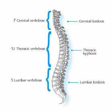 A gerinc anatómiája Az emberi gerinc kettős S alakú görbülete hét nyaki, tizenkét háti, öt ágyéki csigolyából és a keresztcsontból