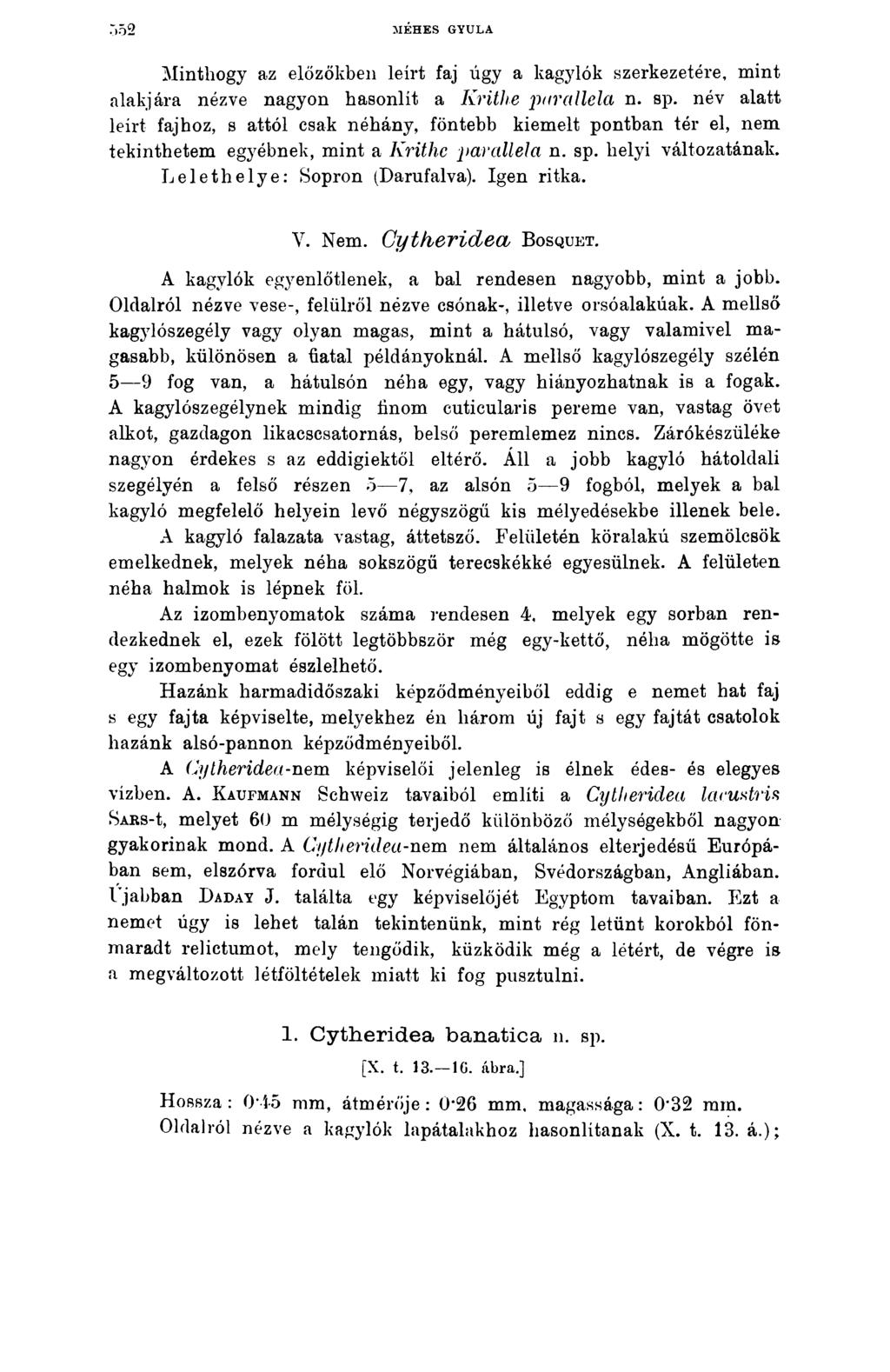 MÉHES GYULA Minthogy az előzőkben leírt faj úgy a kagylók szerkezetére, mint alakjára nézve nagyon hasonlít a Krithe parallela n. sp.