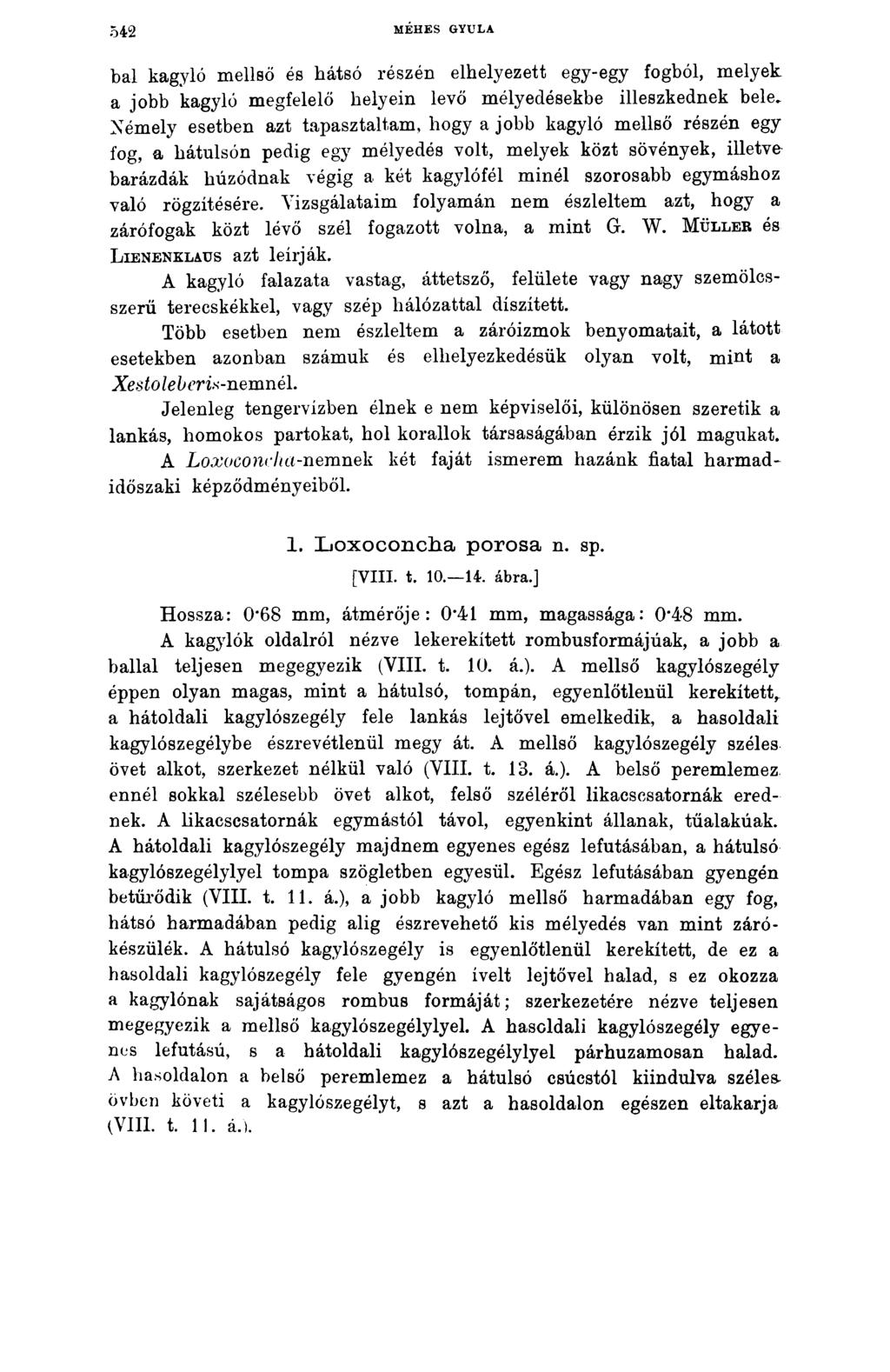 542 MÉHES GYULA bal kagyló mellső és hátsó részén elhelyezett egy-egy fogból, melyek a jobb kagyló megfelelő helyein levő mélyedésekbe illeszkednek bele» Némely esetben azt tapasztaltam, hogy a jobb