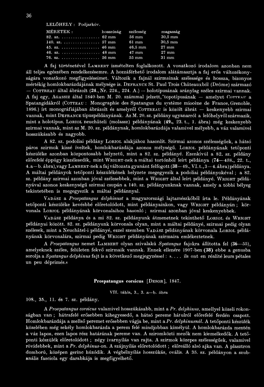 számmal jelzett, "topotípusának amelyet C o t t e att a Spatangidákról (Cotteau : Monographie des Spatangus du système miocène de Prance, Grenoble, 1896.