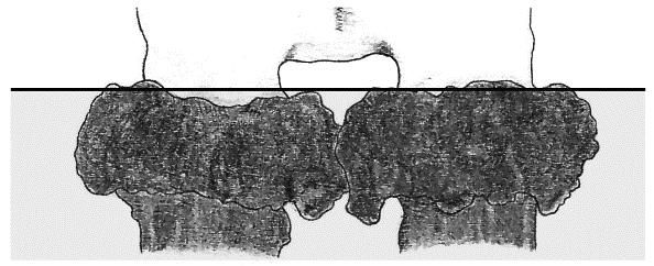 Amennyiben a koszorúk alsó pereme nem párhuzamos a koponyatetővel), az agancstő akkora részének bemerítésére kell törekedni, ami