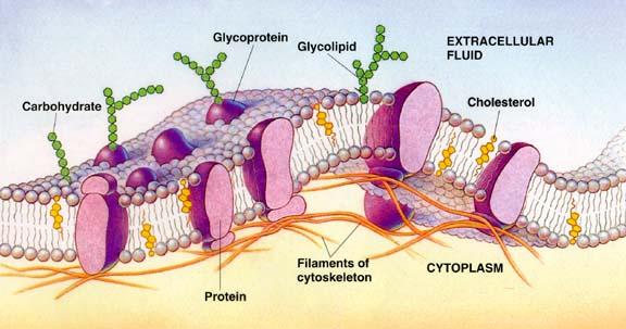 Grendel - phospholipid bilayer 1935: J.R. Danielli and H.