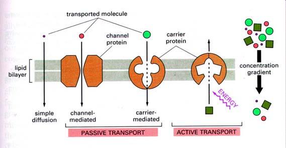(trafficking) a sejtekben Transzporter fehérjék beépülése membránokba