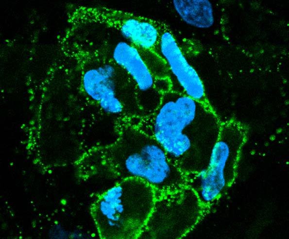 DAPi (mag) G2 BCRP Mesterséges