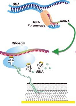 Mesterséges szagérzékelő receptor: