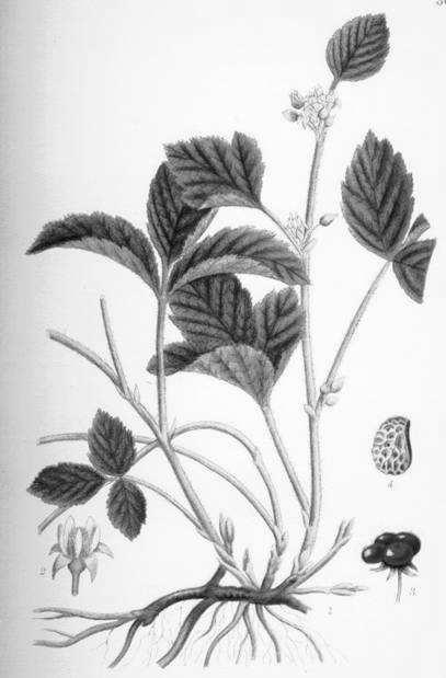 Rubus