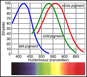 A háromféle csaptípus elnyelési görbéi A színérzet Kék csúcs: 420 nm-nél Zöldcsúcs: 535 nm-nél Vörös csúcs: 565 nm-nél (valójában inkább sárga!