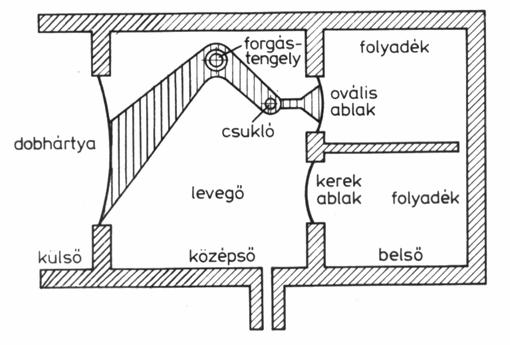 Longitudinális nyomáshullám (sőrősödések és ritkulások