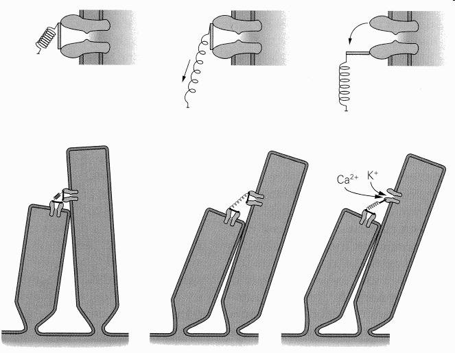 Megrezegteti a membrana basilarist 5. Ami nekinyomódik a membrana tectoriának 6.