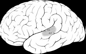 Ingerület elvezetıdik a VIII. agyidegen (n. vestibulocochlearis) 9.