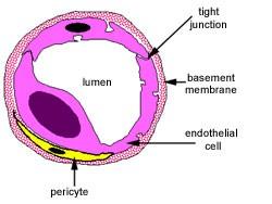 Kapilláris felépítése: Bazális membrán Endothel sejtek Bazális membrán alatt folyamatos kapillárisok esetén gyakran