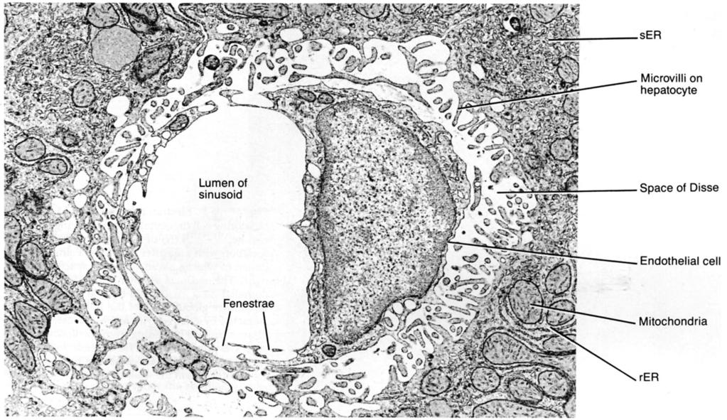 Máj szinuszoidális kapilláris. Disse: Hepatocyták és a szinuszok fala közötti tér Liver sinusoid in cross section (rat).