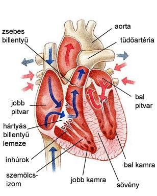 Szív felépítése: Keringési rendszer központja, Mellüregben, a két tüdőfél között helyezkedik el. Fala háromrétegű (módosult érdarab). Szívburok borítja.