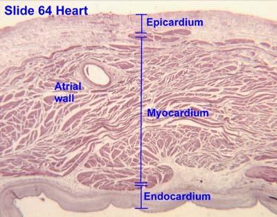 Szívfal szerkezete: Szívbelhártya (endocardium) Szívizom (myocardium) Epicardium (szorosan hozzátapad a mycardiumhoz) A