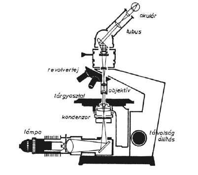 . Mérés elve.. A miroszóp sugármenete Az első ábrán a miroszóp épalotásána vázlatos bemutatását látatju, aol min az objetívet, min az oulárt egyszerű véony lencseént ábrázoltu.
