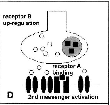 Funkcionális interakciós lehetőségek costored/coexistáló messenger-eknél II.