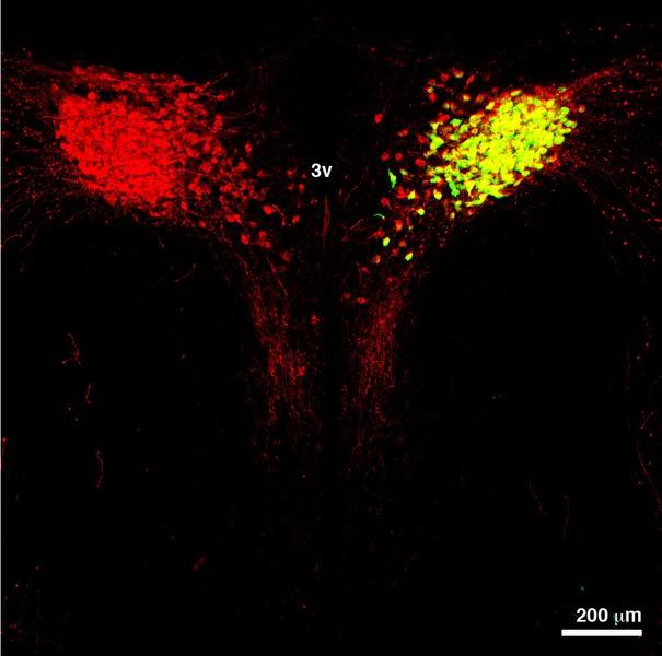 Neuropeptid expressziós mintázatok II. -plaszticitás Recombinant adeno-associated virus-intrpduced expression of GFP in vasopressin (VP)-ergic neurons (red) of the rat hypothalamus.