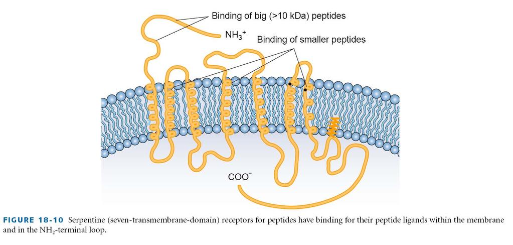 G-fehérje kapcsolt, 7TM neuropeptid receptorok Basic Neurochemistry, 7th Edition, 2006 (Editor(s) : Brady & Siegel & Albers & Price) peptidkötő domén: nagy N-terminális EC domén + TM domének plusz