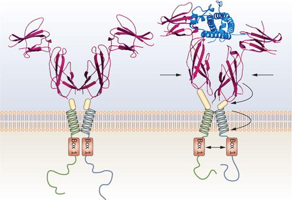 receptor reorients the preexisting homodimer so that one growth hormone receptor subunit rotates relative to the other.