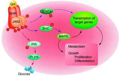 the receptors.