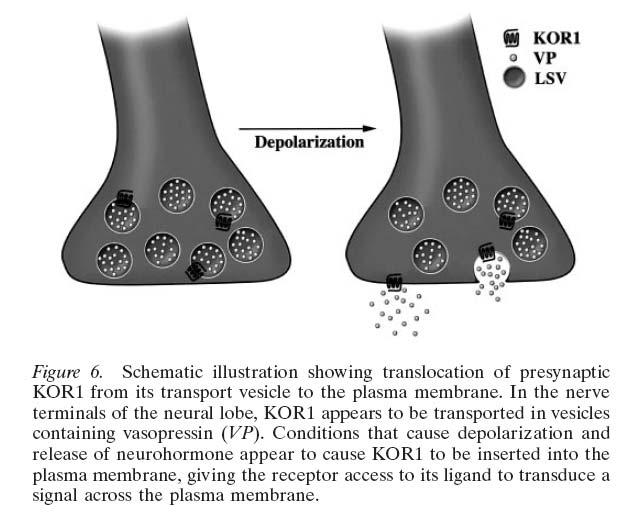 Aktivitásfüggő neuropeptid receptor transzlokáció neurohipofízis, vazopresszintartalmú axonok só hozzáadása/dehidráció: vazopresszin (VP) kiürül