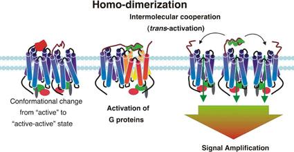 GPCR dimerizáció (homo- hetero) és oligomerizáció III. http://www.laboratory-journal.
