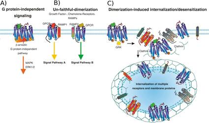 GPCR dimerizáció (homo- hetero) és oligomerizáció IV. http://www.laboratory-journal.com/science/life-sciences-biotechnologie/functional-relevance-gpcrdimers?