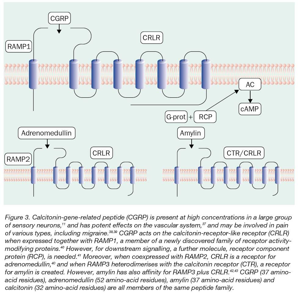Receptor activity modifiying protein 1 (RAMP1) és dimerizáció kalcitonin gén relációs peptid (CGRP) a kalcitonin receptor-szerű receptoron (CRLR) akkor hat, ha