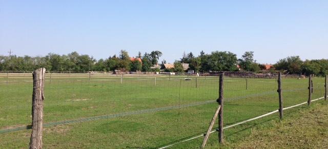 A temető gondozott zöldterülete, szegélyező fasora a település