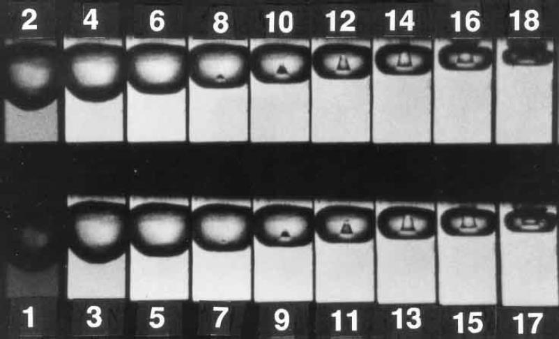 1.1. ábra: fotósorozat egy szilárd fal mellett összeomló buborékról. A képek között eltelt idő 10 s, a kép szélessége 1,4 mm. A fal a kép tetején látható.