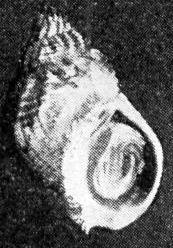 varsacsiga (Nassa reticulata [Linnaeus, 1758]) Megnyúlt kúpos háza hét kanyarulattal rendelkezik, csúcsa