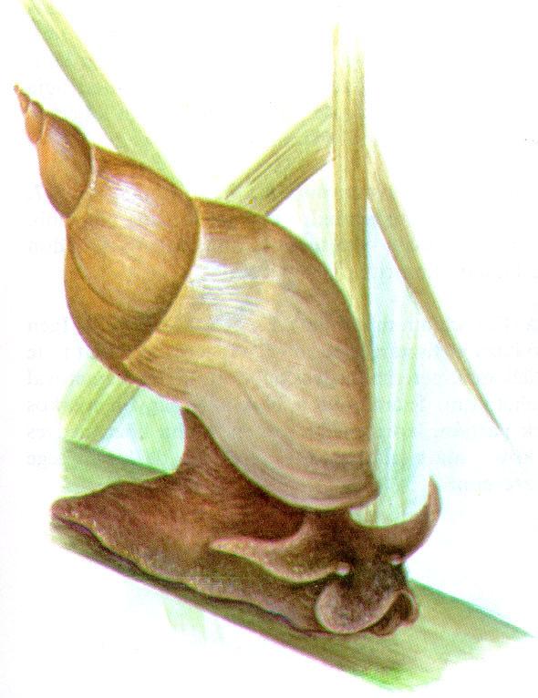 3.1. Ülőszeműek rendje (Ordo Basommatophora) Többnyire édesvízi fajokat tartalmaz, bár néhány szárazföldi és tengeri faj is van közöttük.