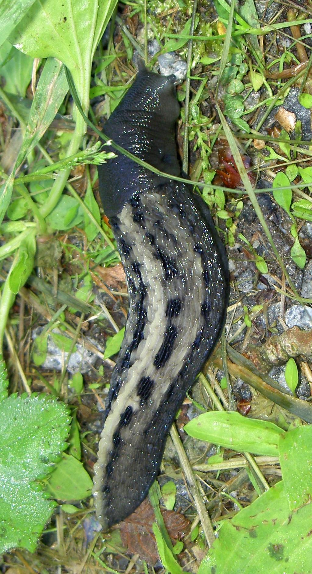 Limacidae - meztelencsigák Számos faj háznélküli, vagy csökevényes házzal rendelkező ún. meztelencsiga.